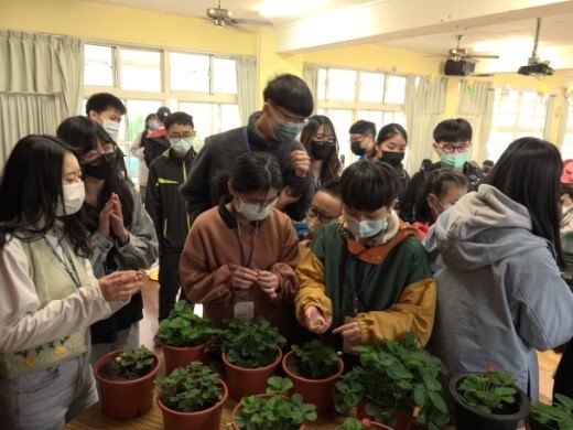 加碼採草莓體驗圖片